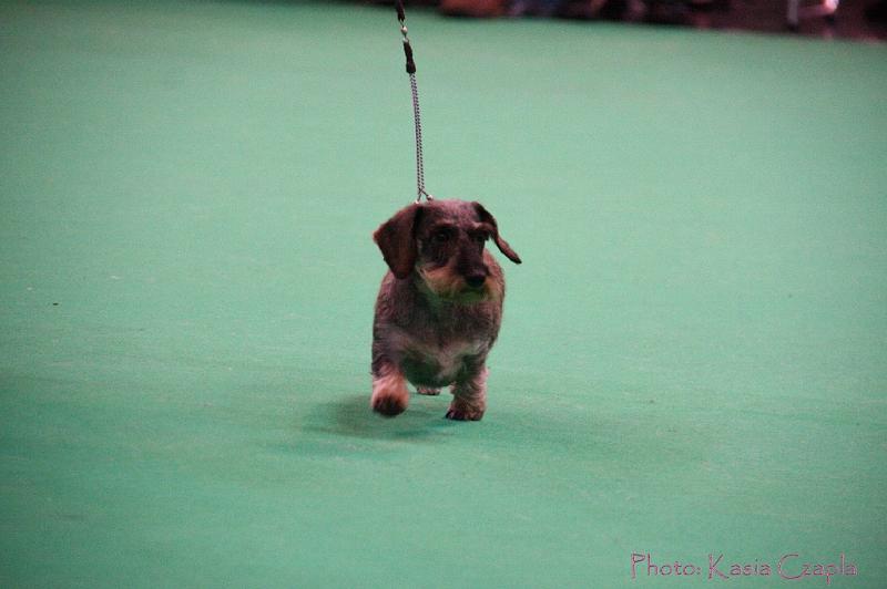 Crufts2011_2 1387.jpg